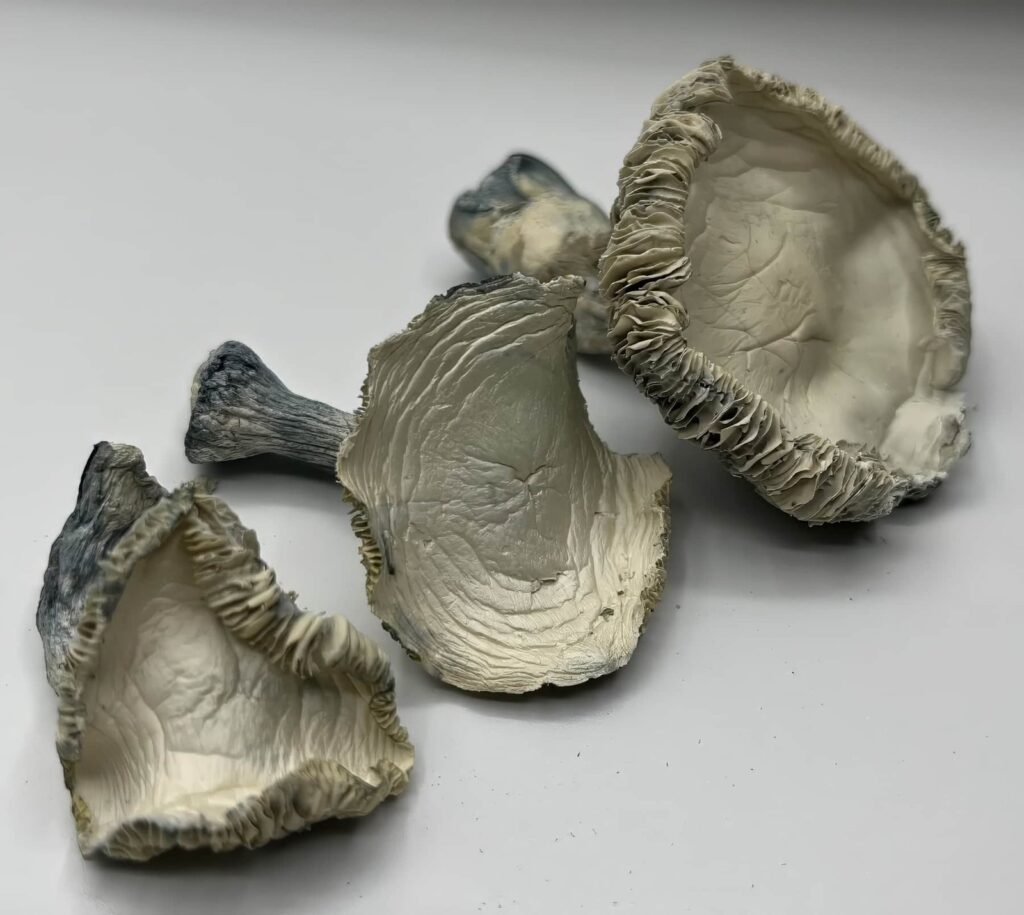 Albino Rollercoaster Mushrooms (ARC) — Zoomers Dispensary