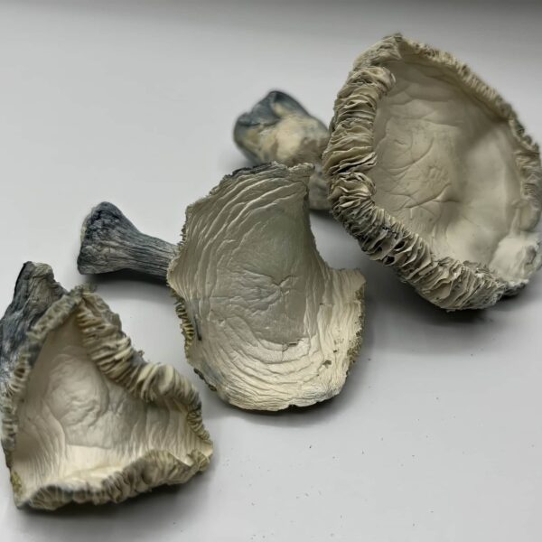 Albino Rollercoaster Mushrooms (ARC)
