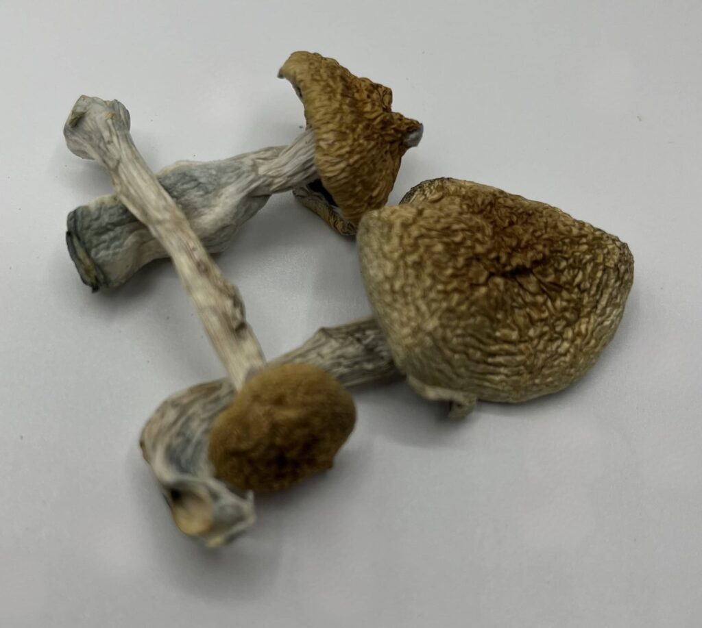African Envy Mushrooms — Zoomers Dispensary