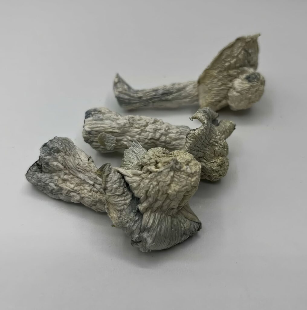 Albino Avery Mushrooms — Zoomers Dispensary