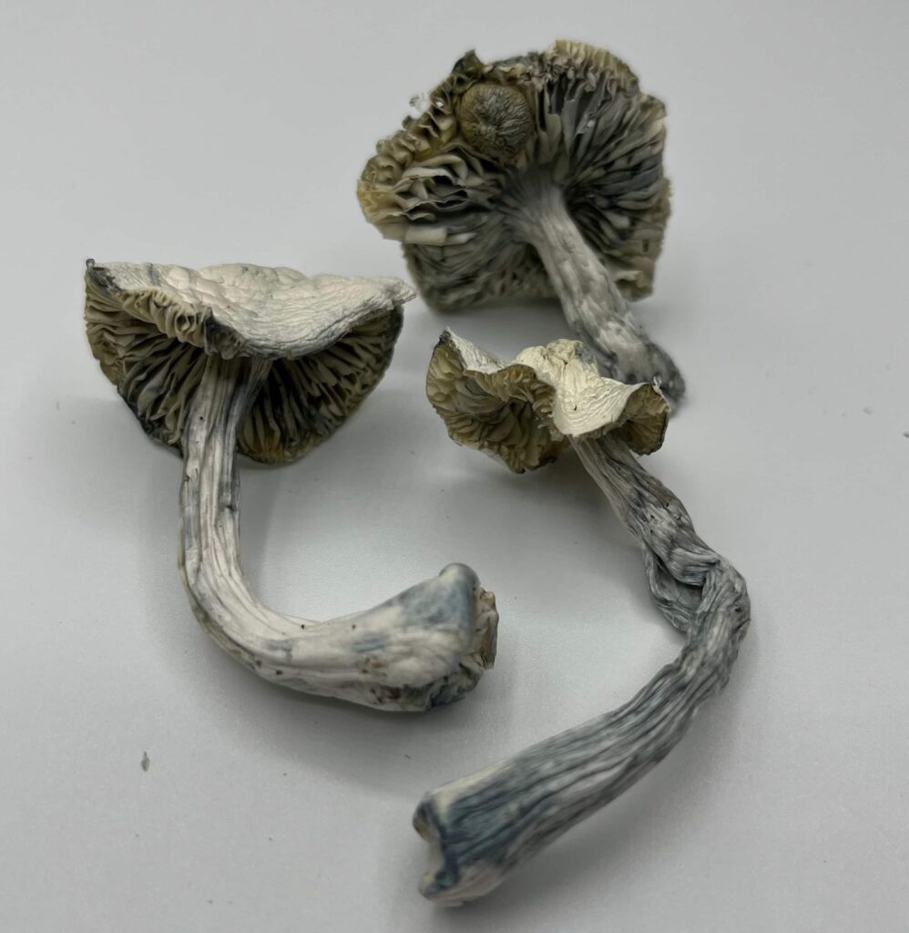Albino JMF Mushrooms — Zoomers Dispensary