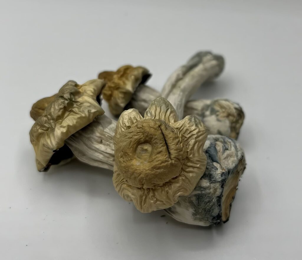Avalanche Mushrooms — Zoomers Dispensary