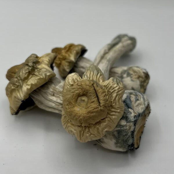 Avalanche Mushrooms