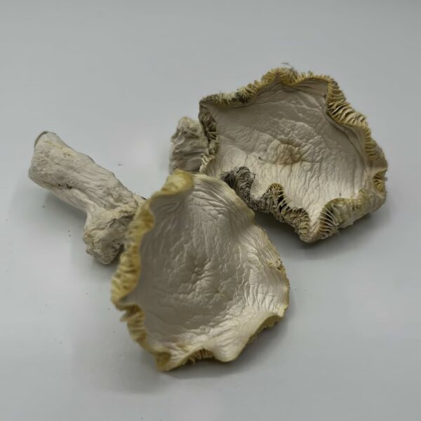 Blue Samui Mushrooms