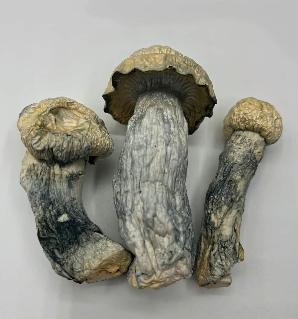 Cosmic Ghost Rider Mushrooms — Zoomers Dispensary