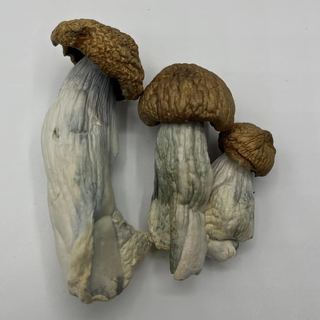 DC Mac Mushrooms — Zoomers Dispensary