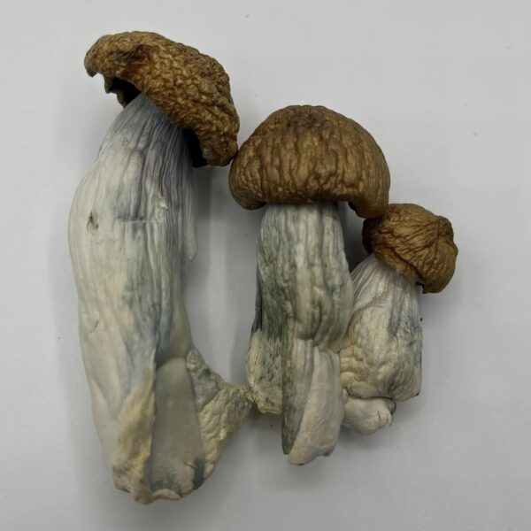DC Mac Mushrooms