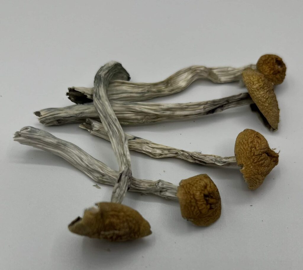 Ecuadorian Mushrooms — Zoomers Dispensary