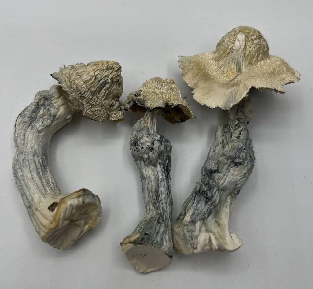 Great White North Mushrooms — Zoomers Dispensary