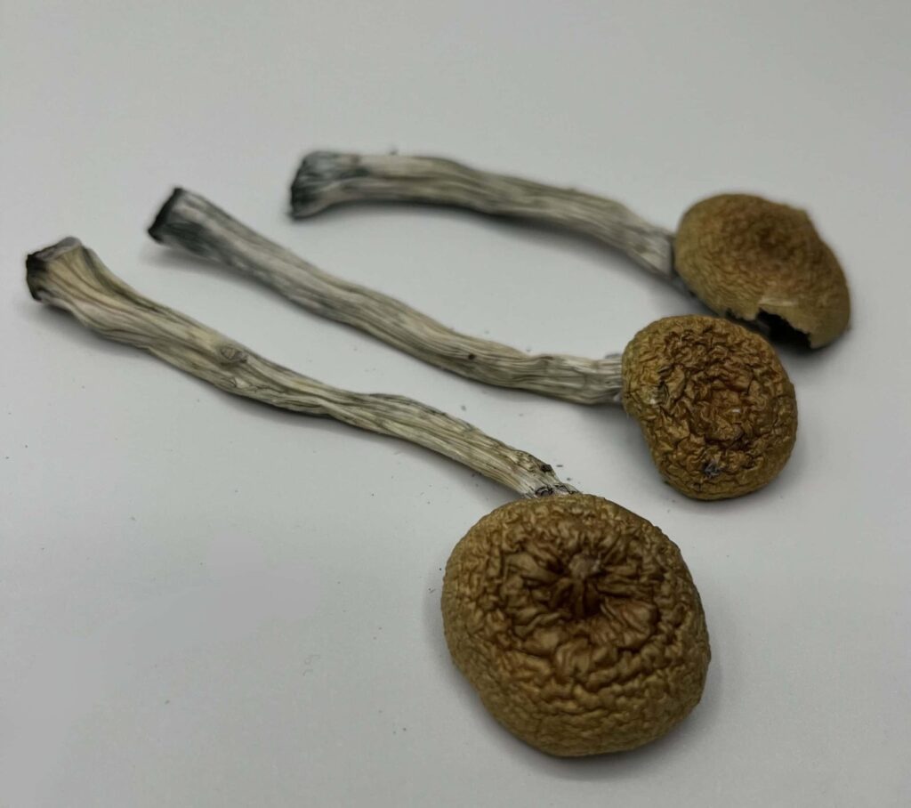 Golden Teachers Mushrooms — Zoomers Dispensary