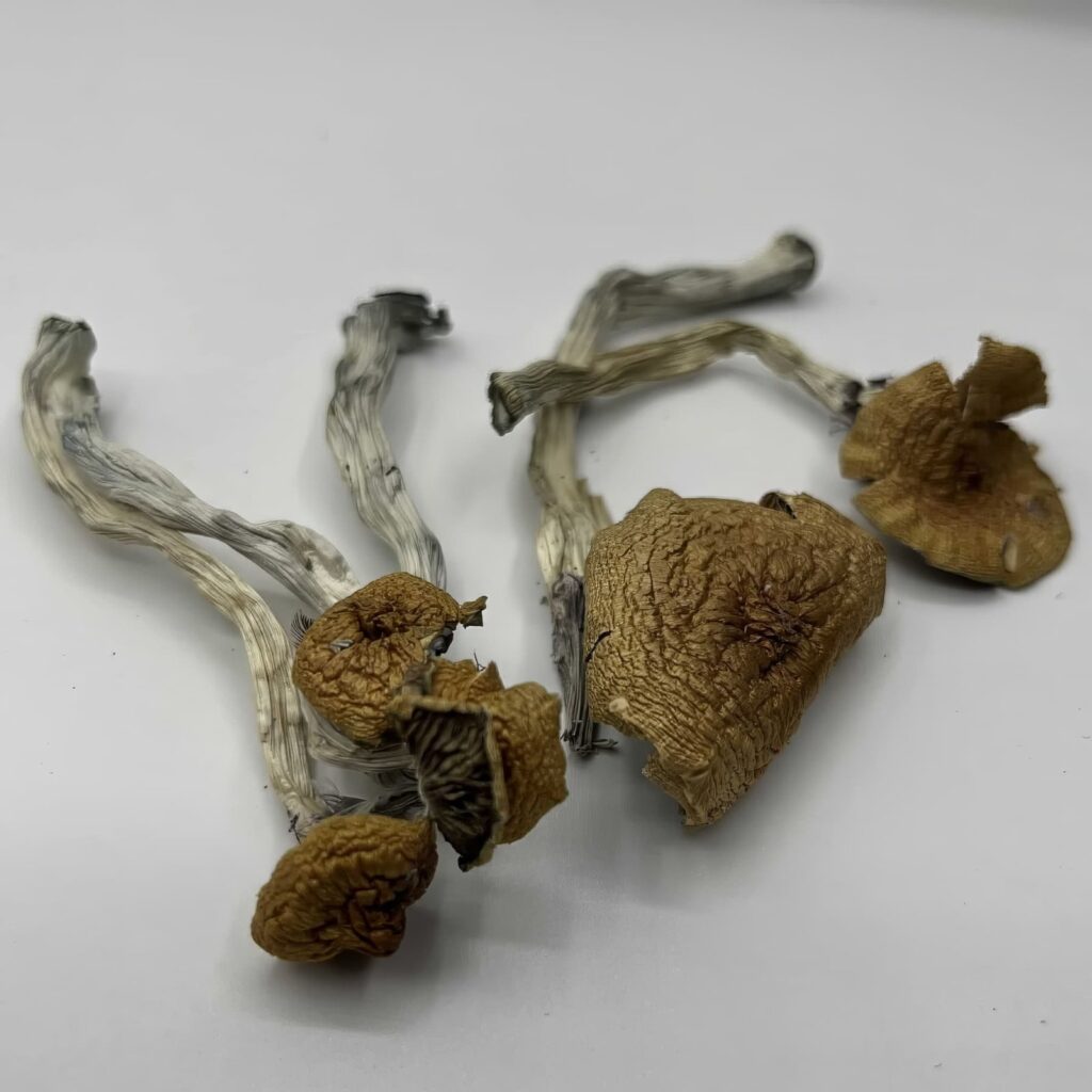 Golden Hawk Mushrooms — Zoomers Dispensary
