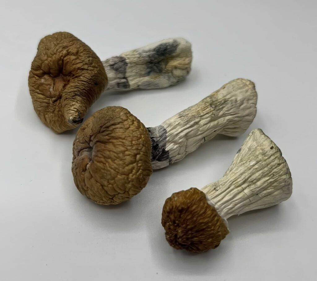 Hillbilly Mushrooms — Zoomers Dispensary