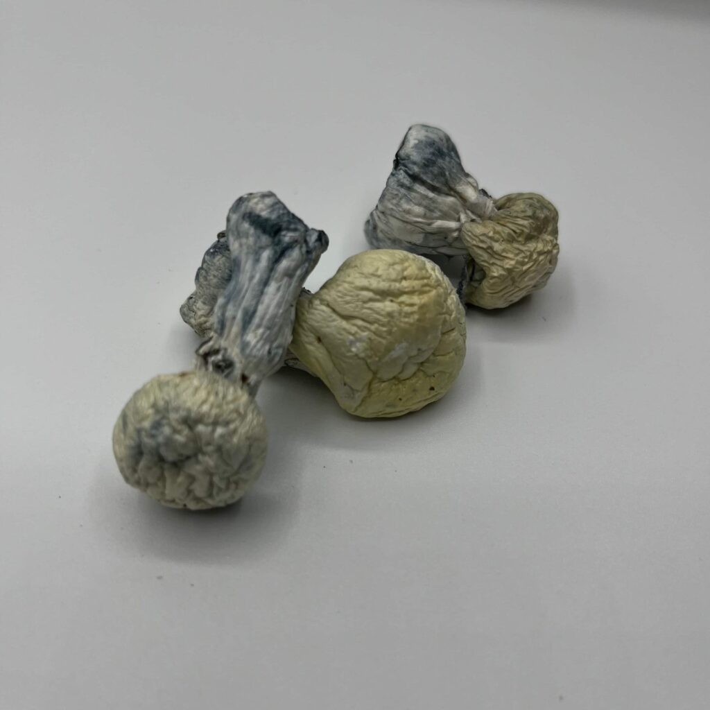 Jack Frost Mushrooms — Zoomers Dispensary