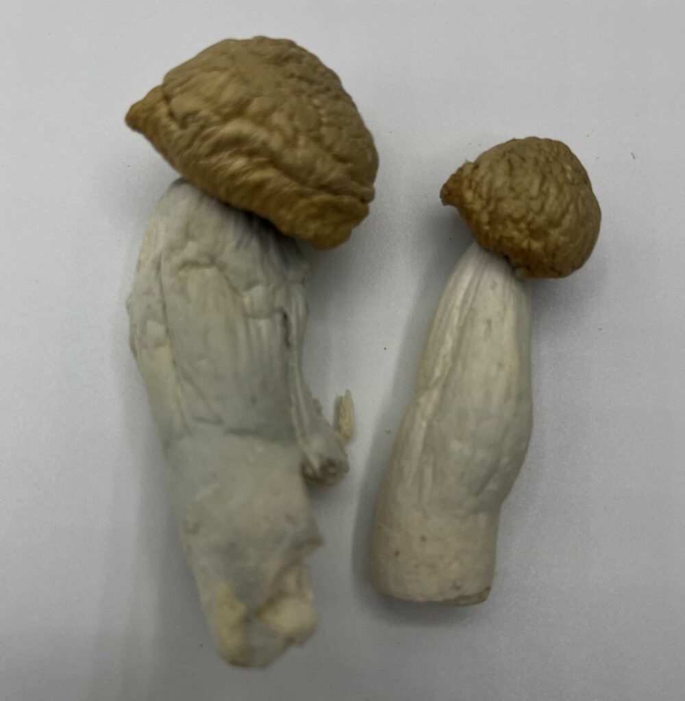 Juggernaut Mushrooms — Zoomers Dispensary