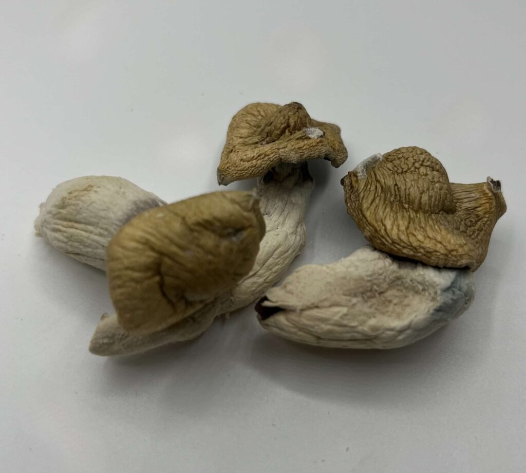 Malabar Mushrooms — Zoomers Dispensary