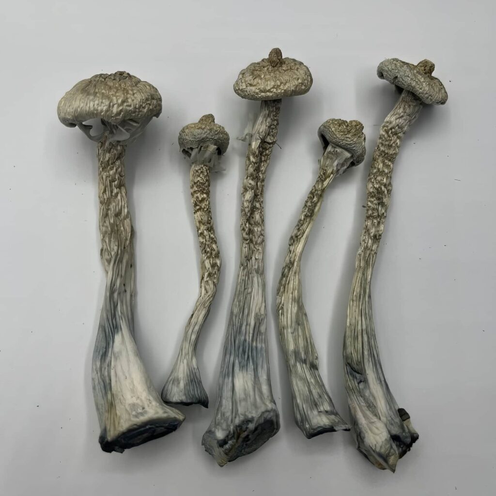 Moby Dick Mushrooms — Zoomers Dispensary