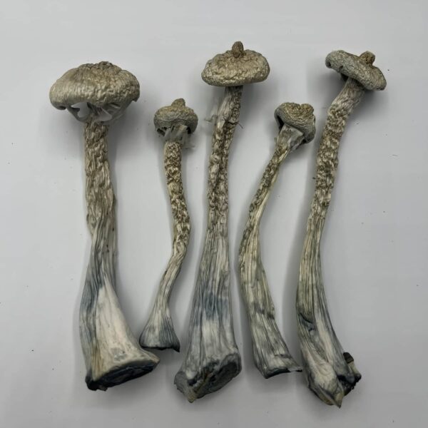 Moby Dick Mushrooms