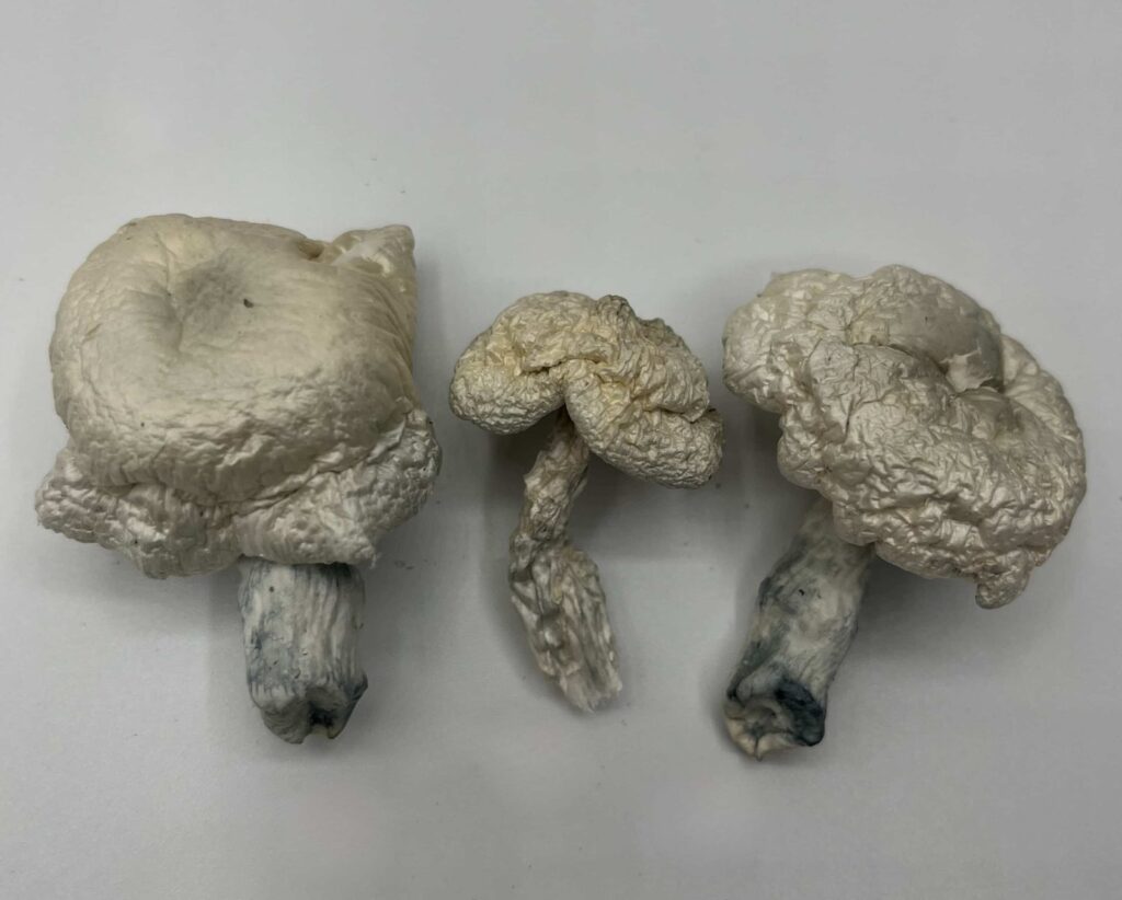 Phobos Mushrooms — Zoomers Dispensary