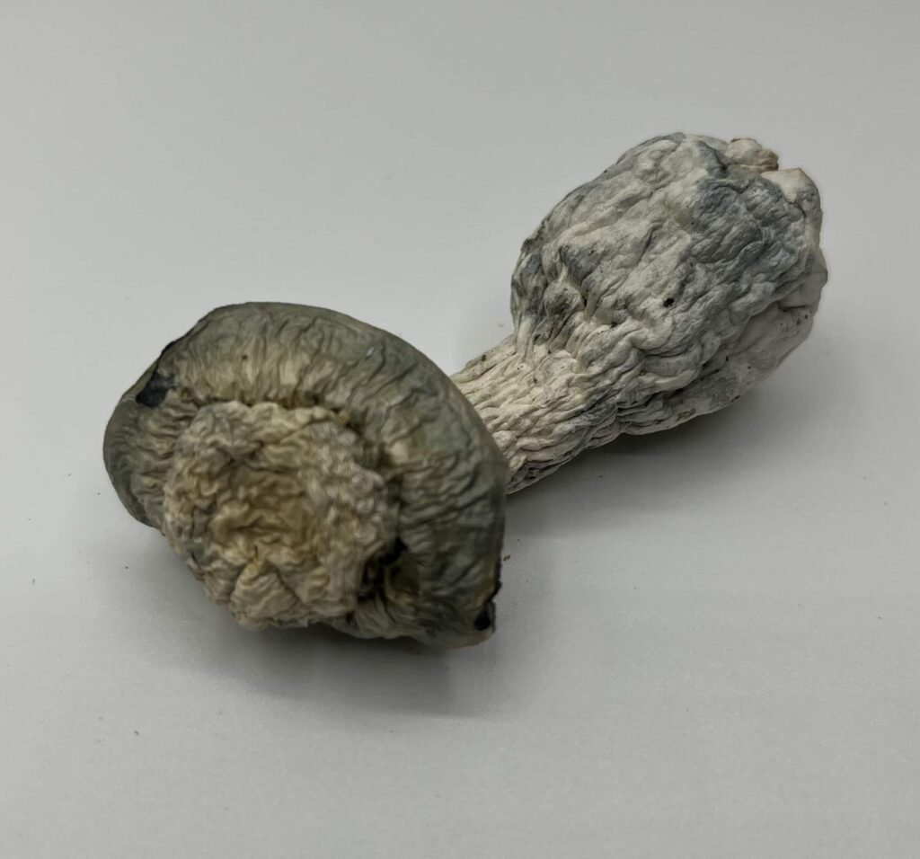 SV-13 mushroom strain — Zoomers Dispensary