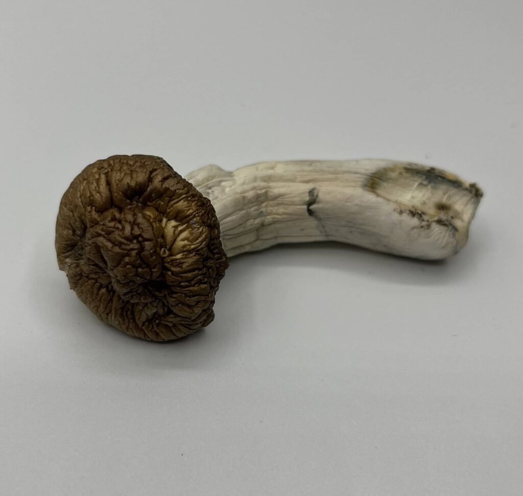 Shilo Mushrooms — Zoomers Dispensary