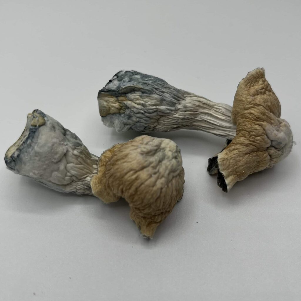 Toque Mushrooms — Zoomers Dispensary