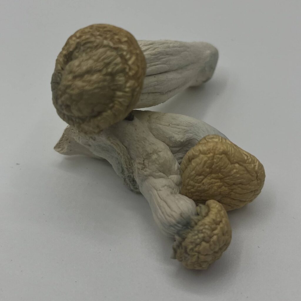 White Rabbit Mushrooms — Zoomers Dispensary