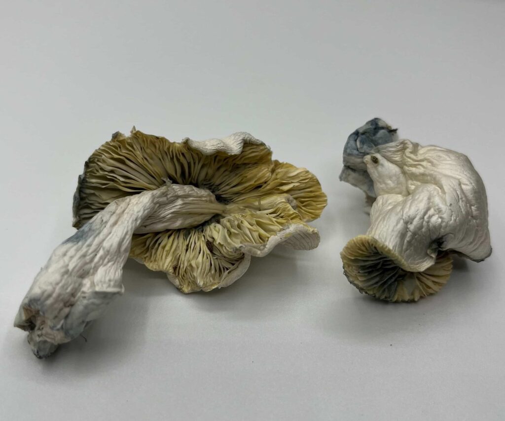 White Lotus Mushrooms — Zoomers Dispensary