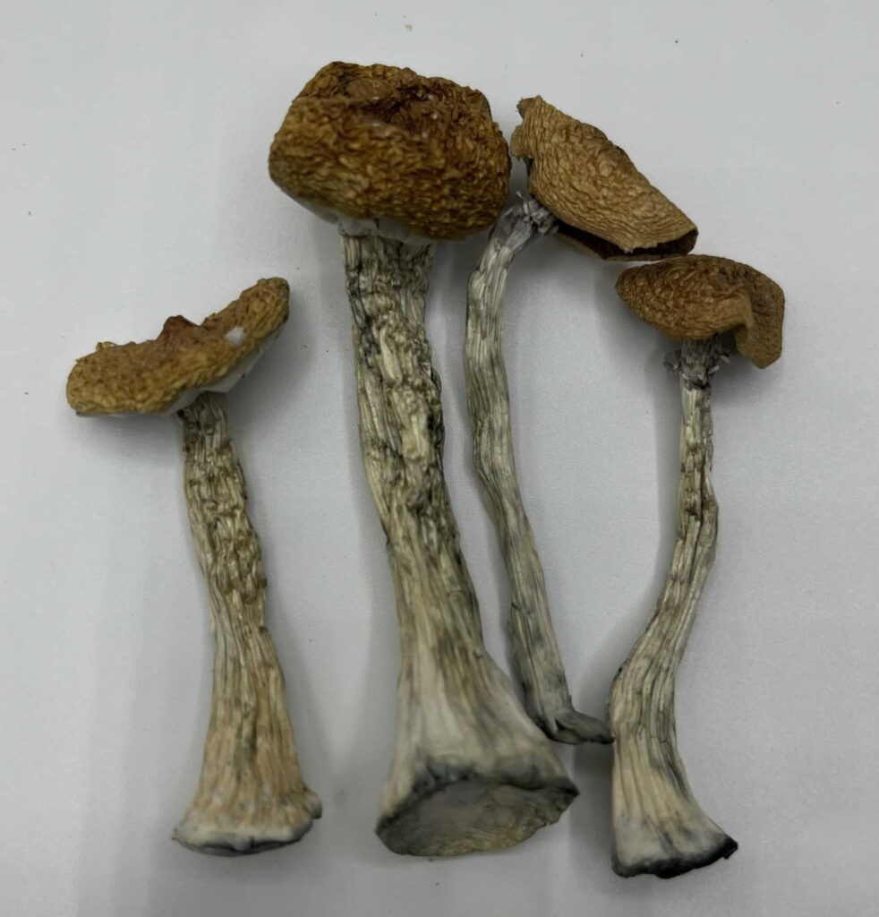 Z Mushrooms — Zoomers Dispensary