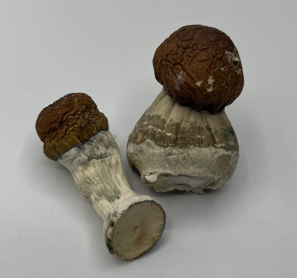 Bullrun mushroom strain — Zoomers Dispensary
