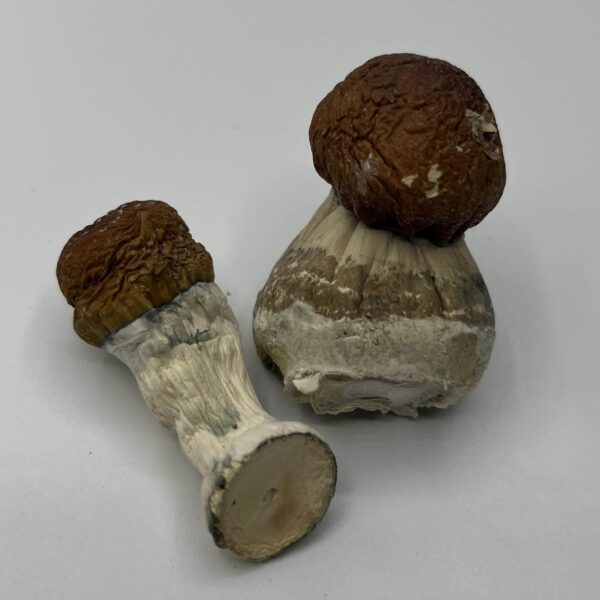 Bullrun mushroom strain