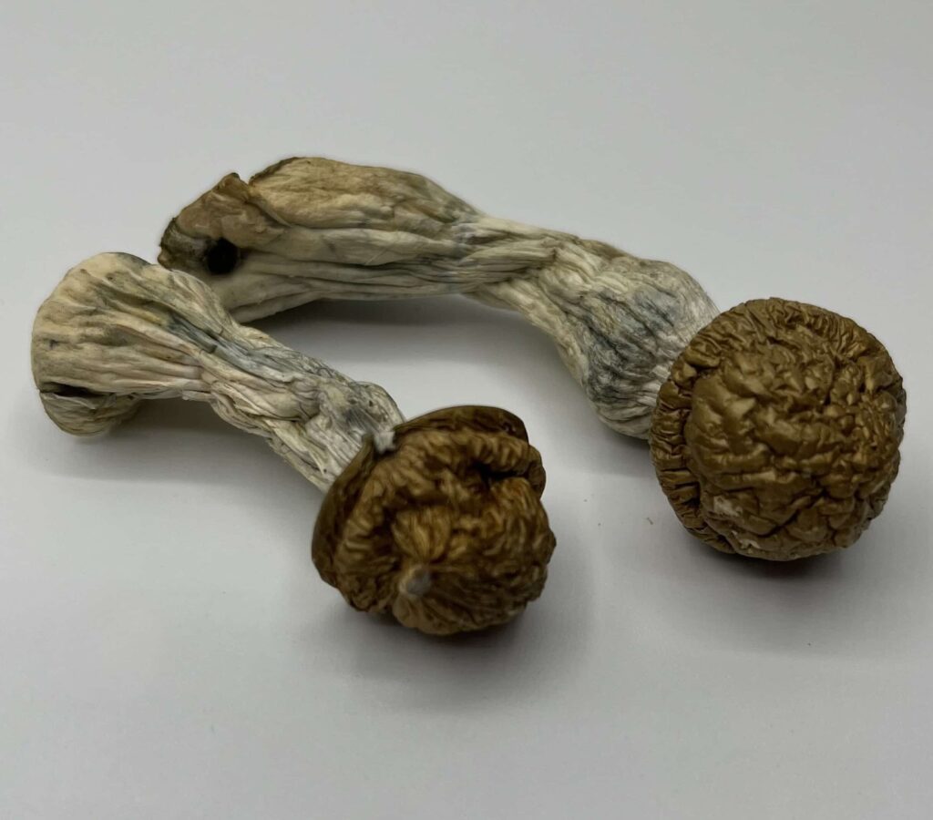 Makilla Gorilla mushroom strain — Zoomers Dispensary
