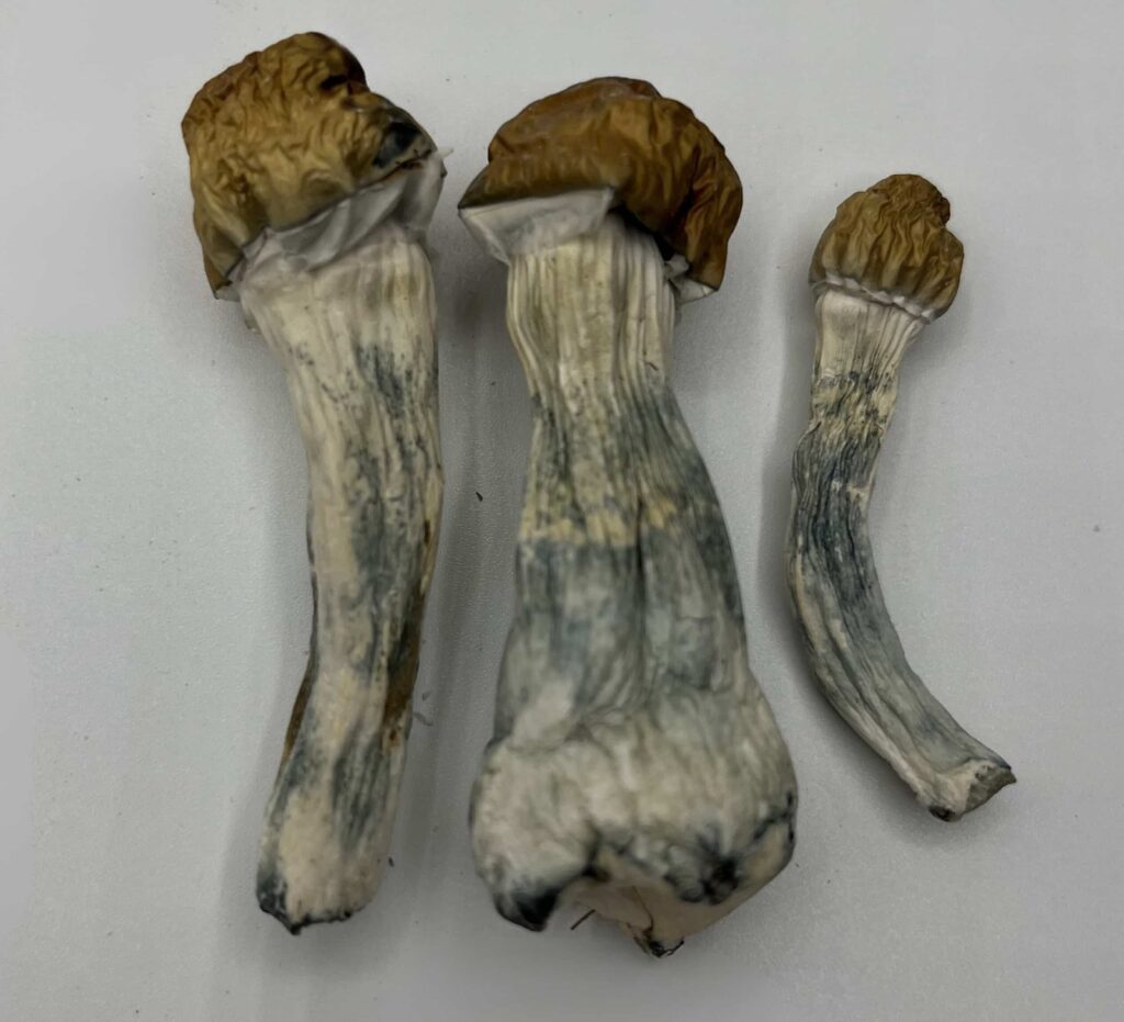 Melmac Mushrooms — Zoomers Dispensary