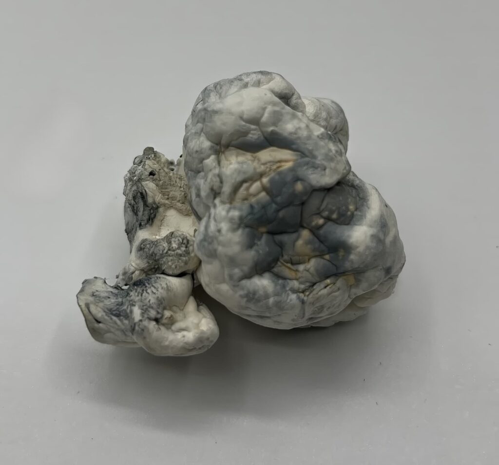 Merinque Mushrooms — Zoomers Dispensary