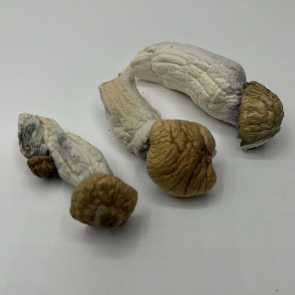 Penis Envy Mushrooms