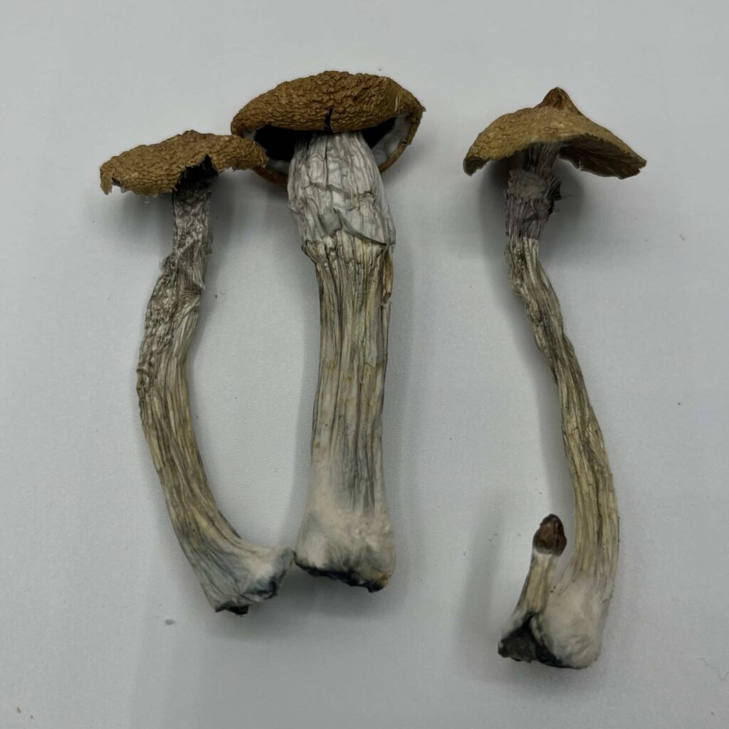Texas Wild Mushrooms — Zoomers Dispensary
