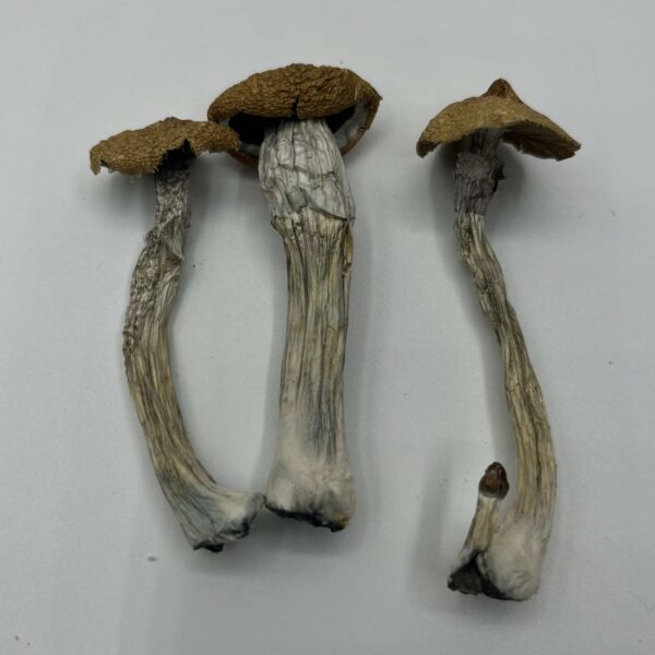 Texas Wild Mushrooms